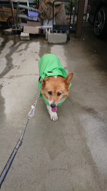 f:id:cogioya:20200630005536j:image