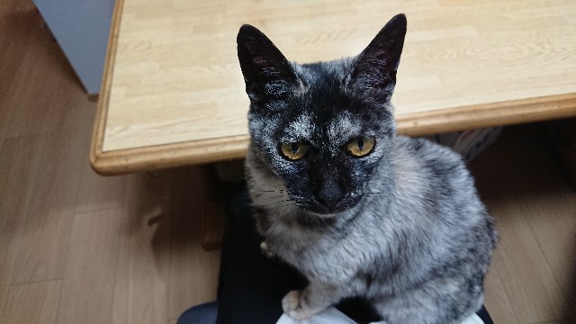 f:id:cogioya:20200630010335j:image