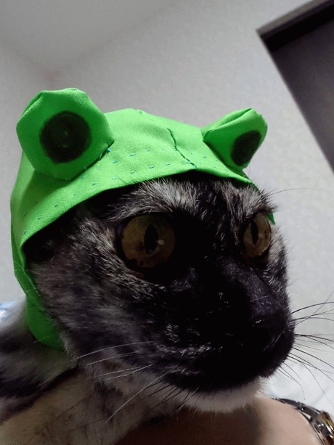 f:id:cogioya:20200630010623j:image