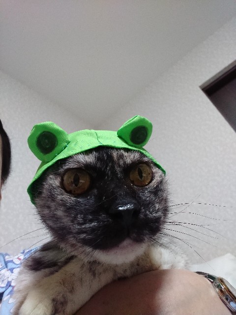 f:id:cogioya:20200630010733j:image