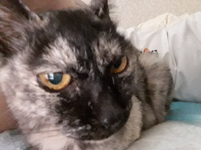 f:id:cogioya:20200630082653j:image f:id:cogioya:20200630082653j:image