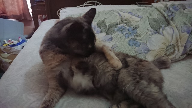 f:id:cogioya:20200712195710j:image