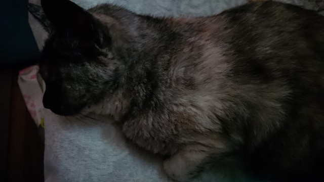 f:id:cogioya:20200713001014j:image f:id:cogioya:20200713001014j:image