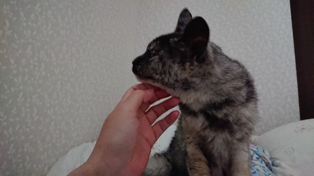 f:id:cogioya:20200720065851j:plain