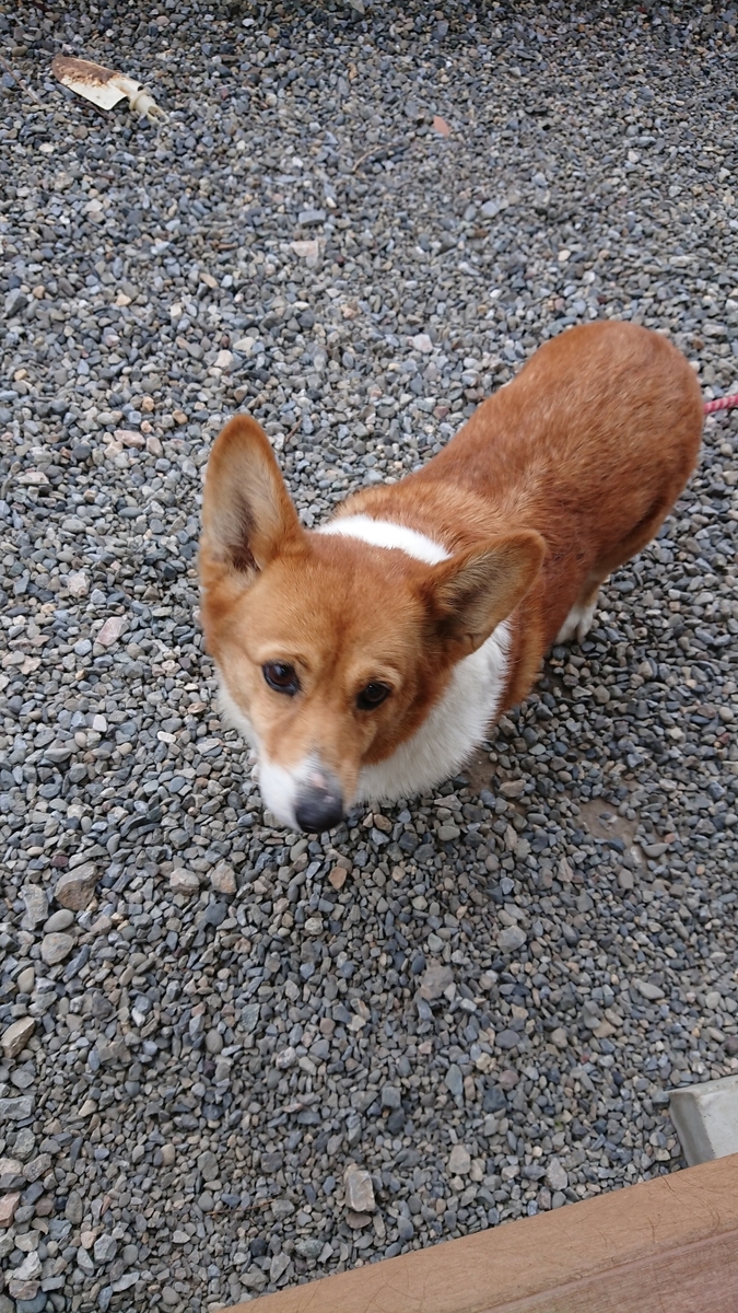 f:id:cogioya:20200721062141j:plain