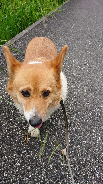 f:id:cogioya:20200730110349j:image f:id:cogioya:20200730110349j:image