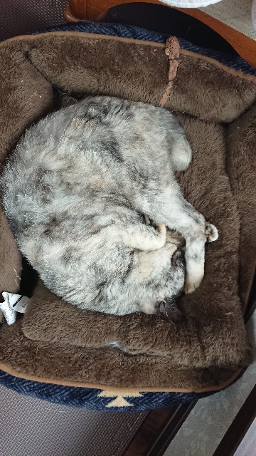 f:id:cogioya:20200730110937j:image f:id:cogioya:20200730110937j:image