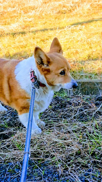 f:id:cogioya:20200802053218j:image f:id:cogioya:20200802053218j:image