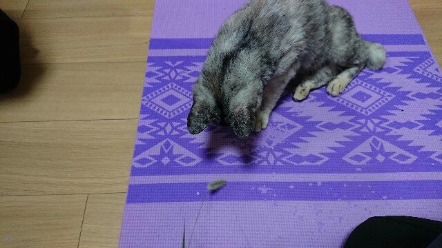 f:id:cogioya:20200803234208j:image