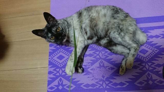 f:id:cogioya:20200803234912j:image