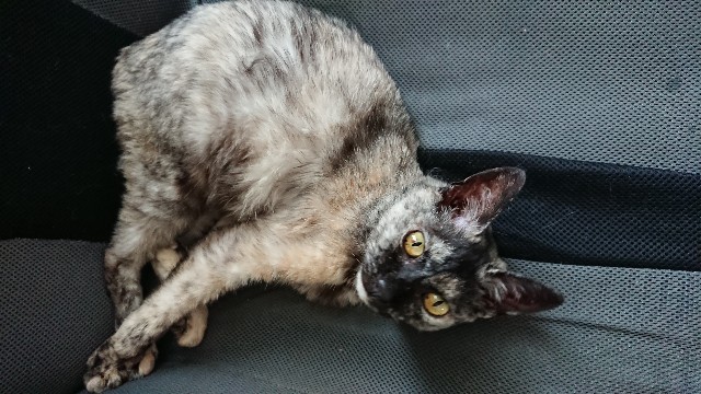 f:id:cogioya:20200820071126j:plain f:id:cogioya:20200820071126j:plain