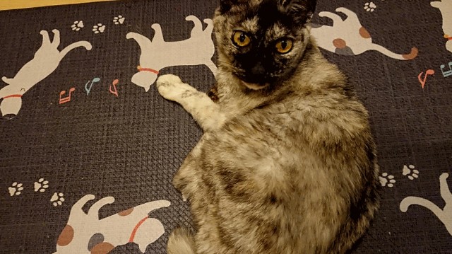 f:id:cogioya:20200904002654j:plain