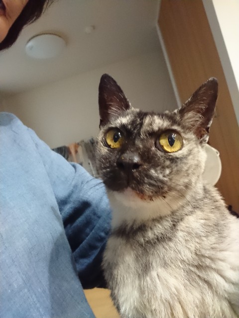 f:id:cogioya:20200911232735j:image f:id:cogioya:20200911232735j:image