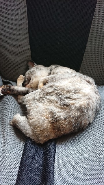 f:id:cogioya:20200914132636j:image