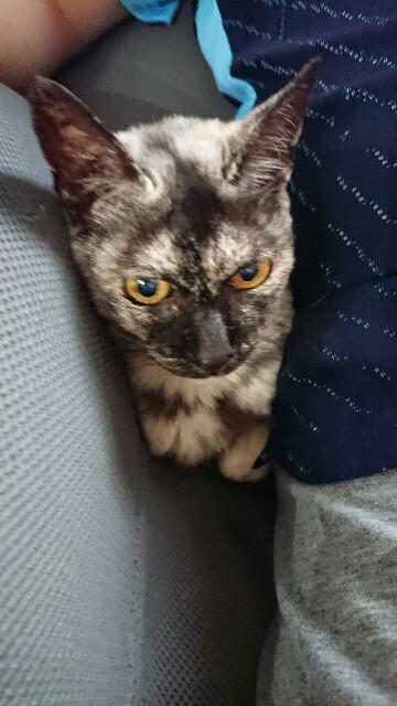 f:id:cogioya:20200919064900j:image