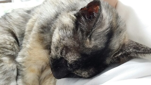 f:id:cogioya:20201012035117j:image f:id:cogioya:20201012035117j:image