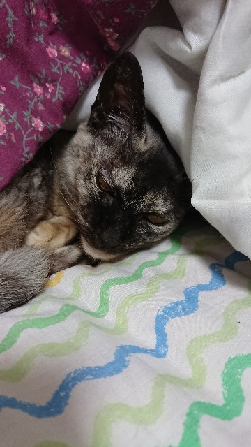 f:id:cogioya:20201021065501j:image f:id:cogioya:20201021065501j:image