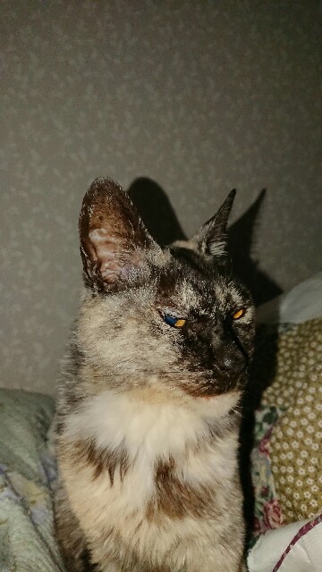 f:id:cogioya:20201021215722j:image