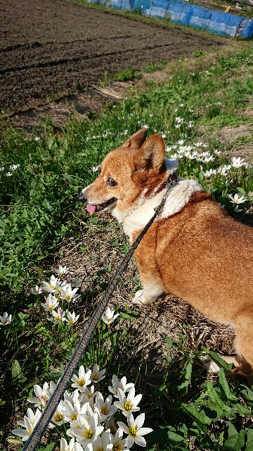 f:id:cogioya:20201027060611j:plain