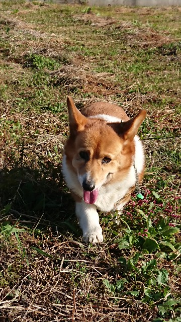 f:id:cogioya:20201108075200j:image f:id:cogioya:20201108075200j:image