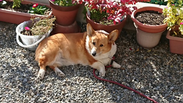 f:id:cogioya:20201113213732j:plain