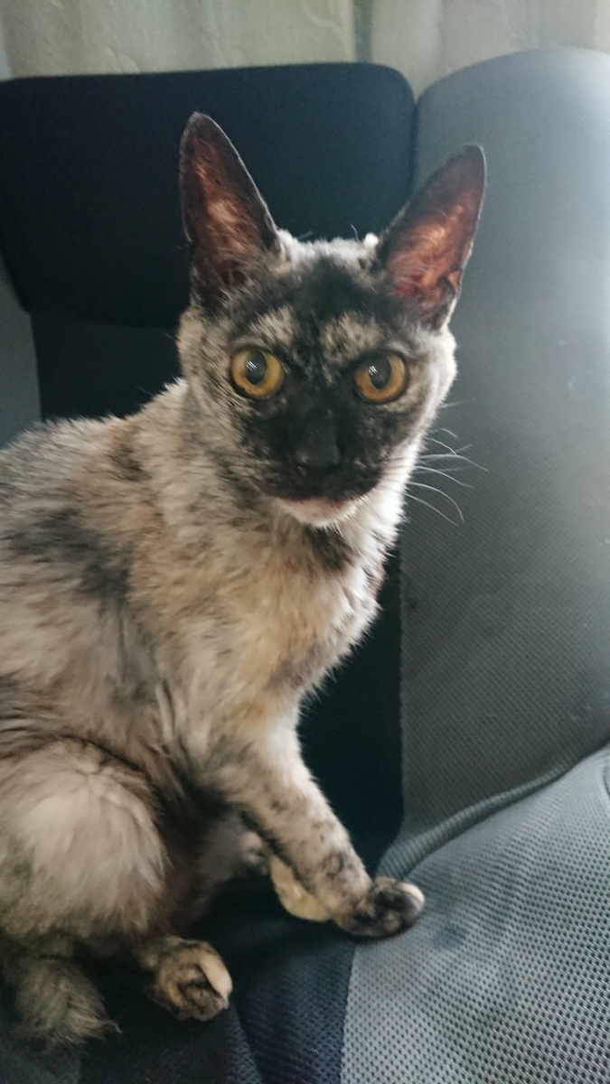 f:id:cogioya:20201115063938j:plain