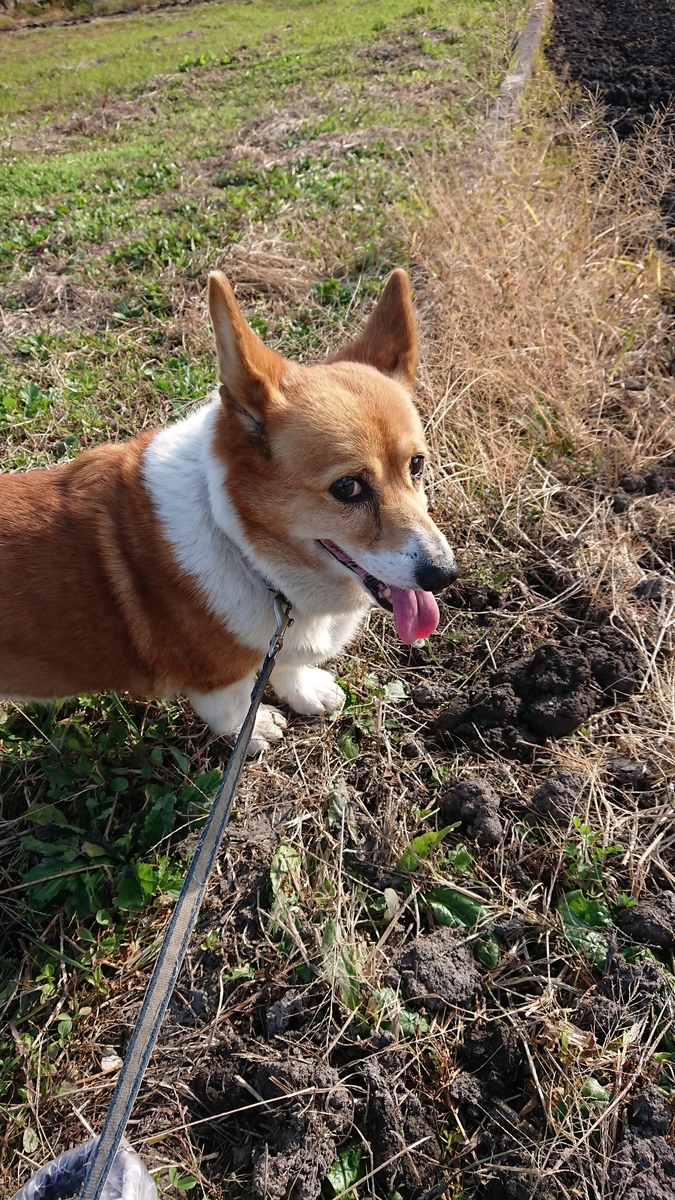 f:id:cogioya:20201120004436j:plain