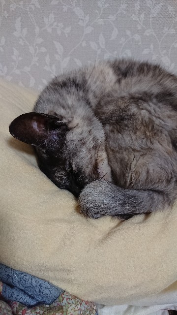 f:id:cogioya:20201123094119j:image f:id:cogioya:20201123094119j:image