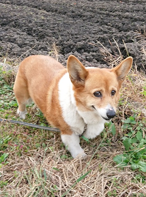 f:id:cogioya:20201207070146j:image f:id:cogioya:20201207070146j:image