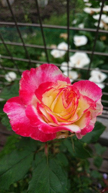 f:id:cogioya:20210524070359j:image f:id:cogioya:20210524070359j:image