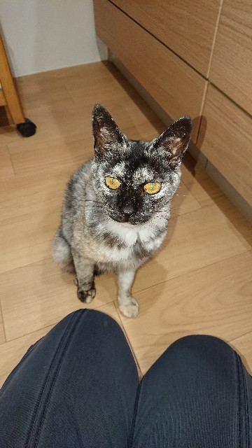 f:id:cogioya:20210524202645j:image f:id:cogioya:20210524202645j:image