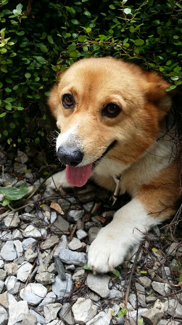 f:id:cogioya:20210608210123j:image f:id:cogioya:20210608210123j:image