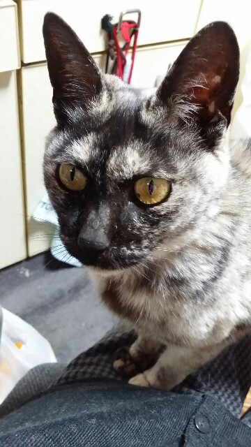 f:id:cogioya:20210608211809j:image f:id:cogioya:20210608211809j:image