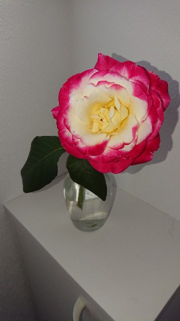 f:id:cogioya:20211008101619j:image f:id:cogioya:20211008101619j:image