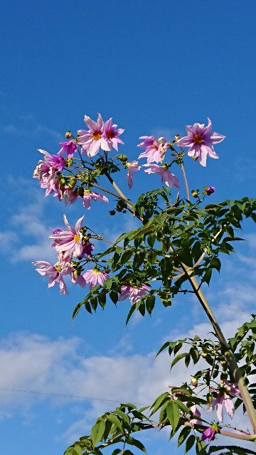 f:id:cogioya:20211201083311j:image f:id:cogioya:20211201083311j:image