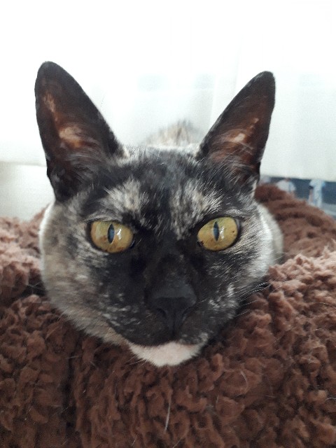 f:id:cogioya:20211222145652j:image f:id:cogioya:20211222145652j:image