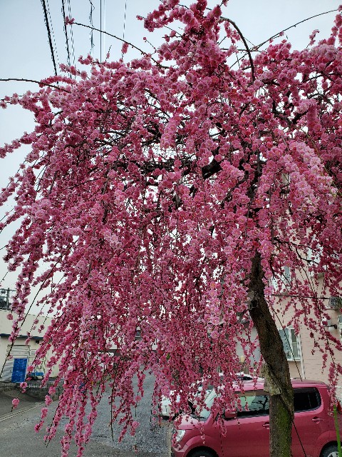 f:id:cogioya:20230313041654j:image f:id:cogioya:20230313041654j:image