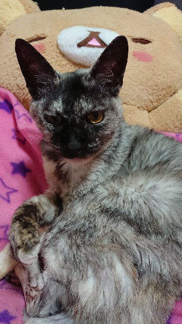 f:id:cogioya:20230607070915j:image