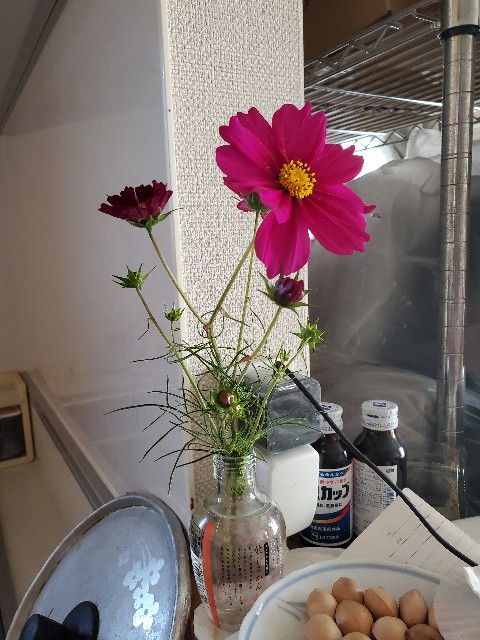 f:id:cogioya:20231104094633j:image