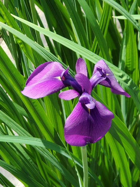 f:id:cogioya:20240605074123j:image