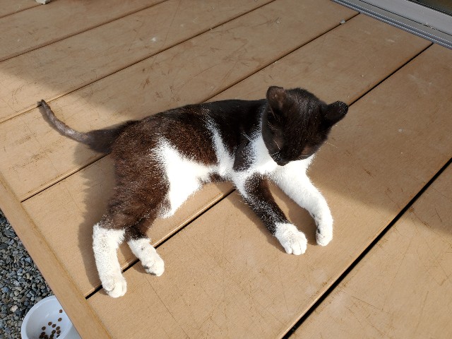 f:id:cogioya:20240609064725j:image