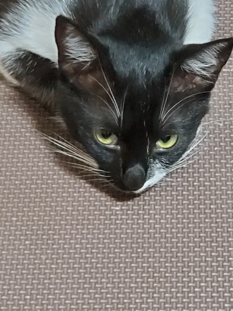 f:id:cogioya:20240818211246j:image