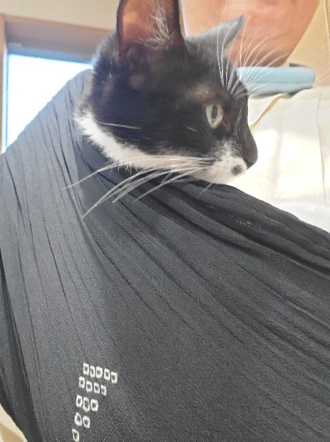 f:id:cogioya:20240828213428j:image f:id:cogioya:20240828213428j:image