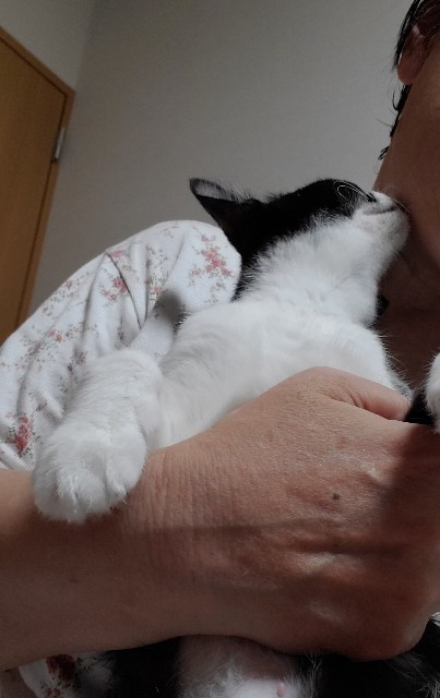 f:id:cogioya:20240917222728j:image