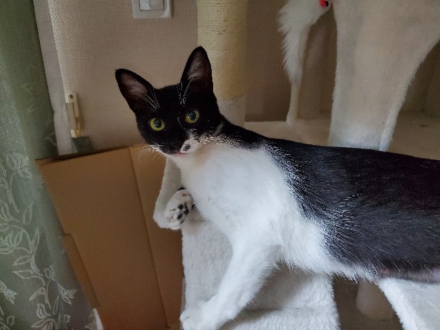 f:id:cogioya:20240920114239j:image f:id:cogioya:20240920114239j:image