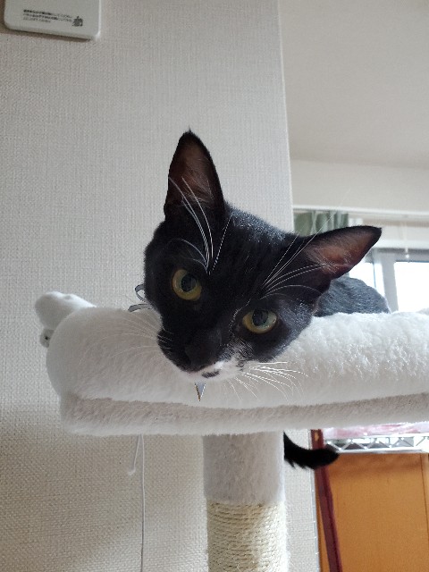 f:id:cogioya:20240925213218j:image