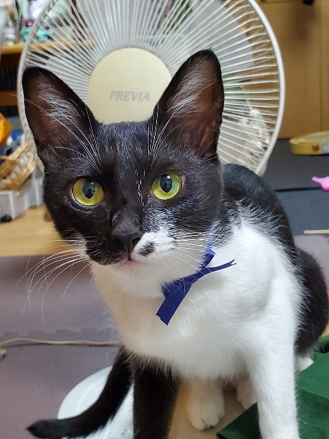 f:id:cogioya:20240929140300j:image