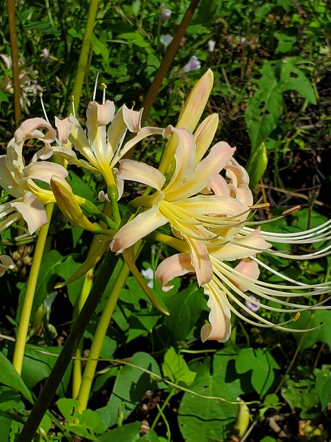 f:id:cogioya:20241005221438j:image