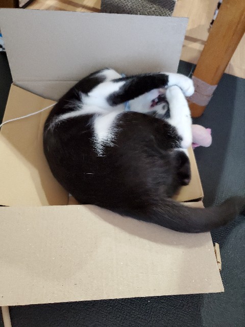 f:id:cogioya:20241006070244j:image f:id:cogioya:20241006070244j:image