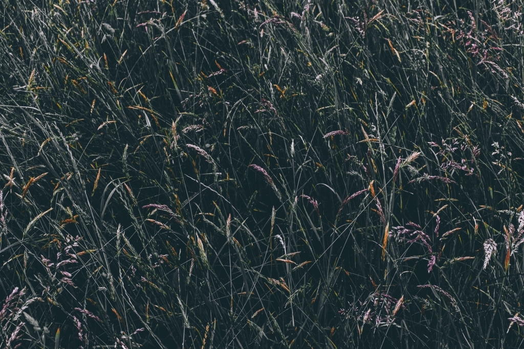f:id:cognis:20180509065137j:plain